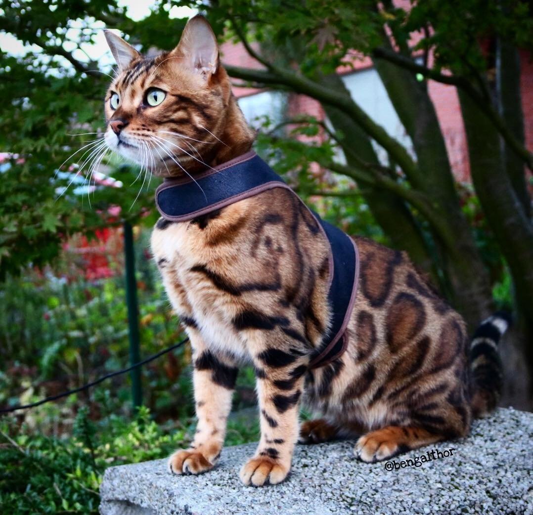 Бенгальская кошка