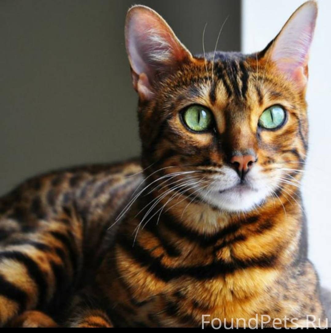 Ориентал бенгал