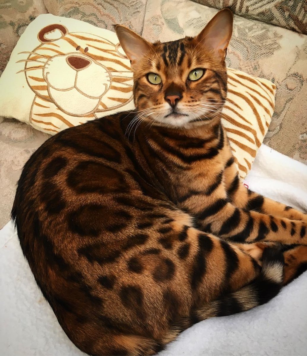 Алк порода кошек