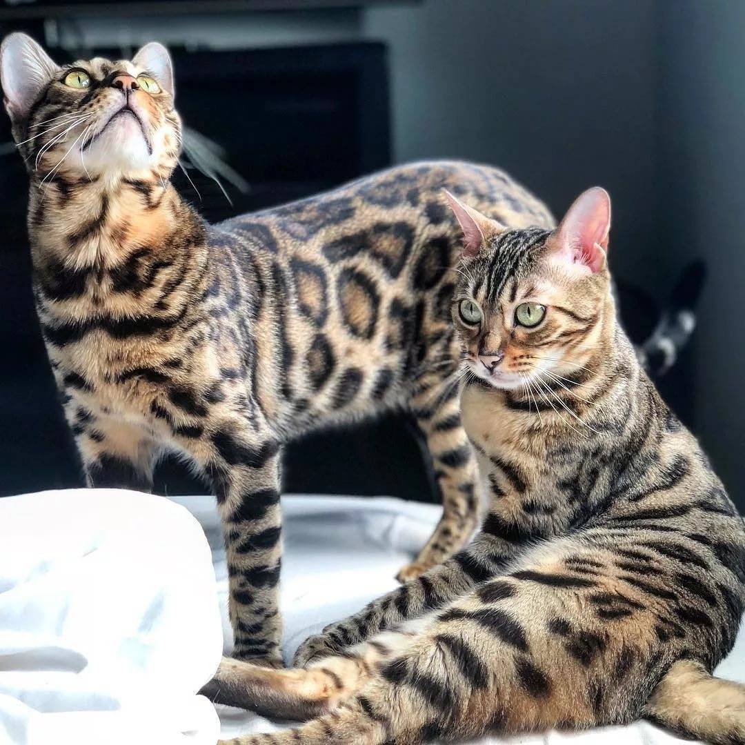 Бенгальская кошка