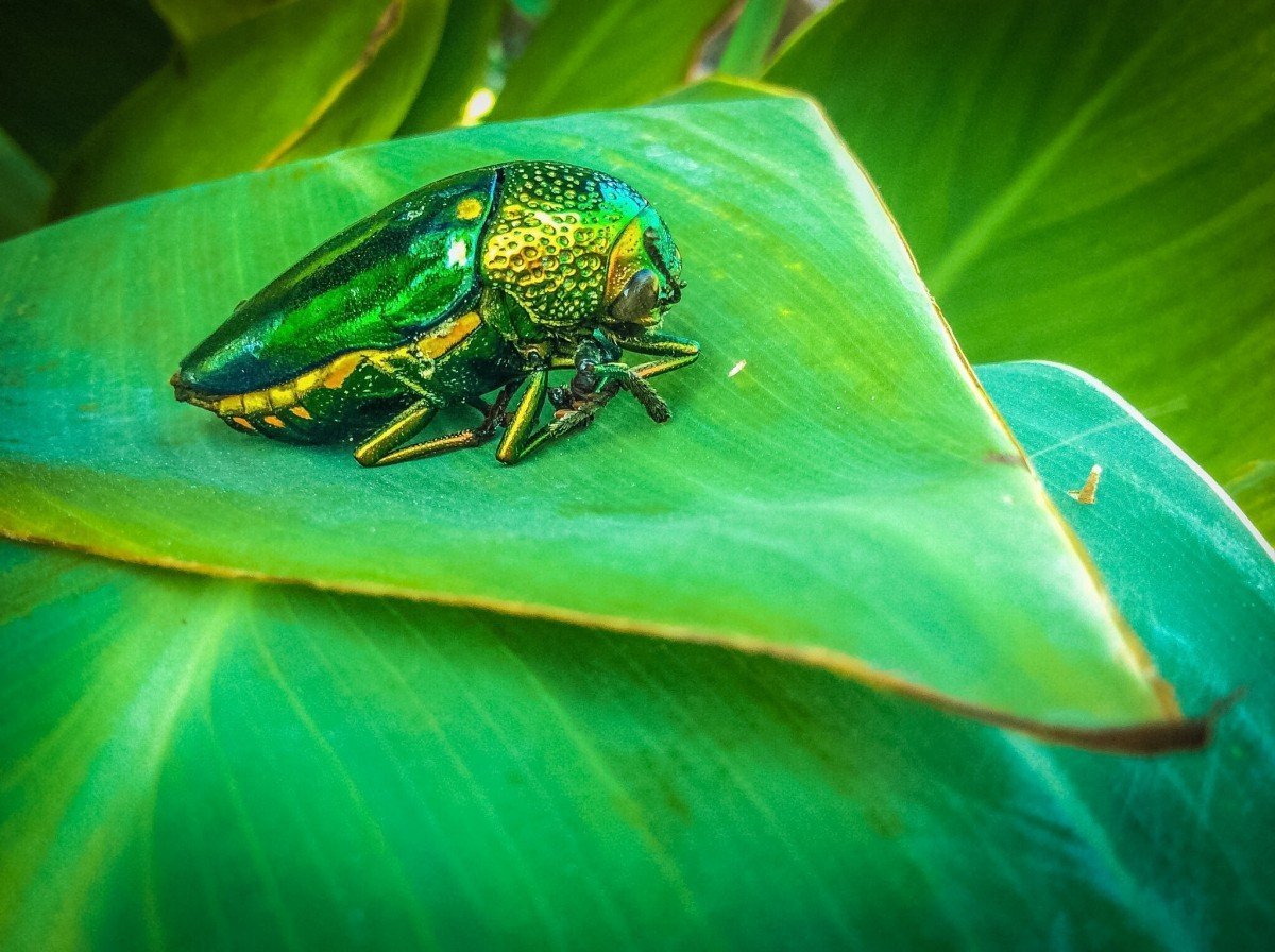 Насекомые зеленого окраса