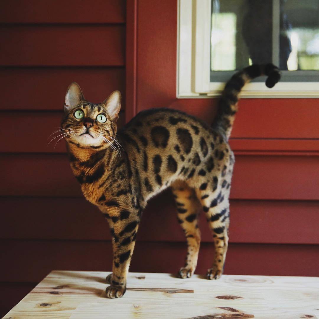 Бенгальская короткошерстная бенгал