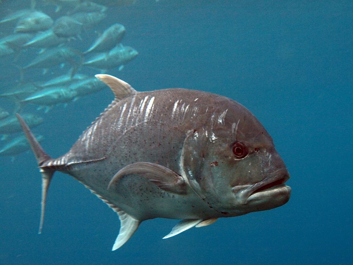 Желтоперый каранкс