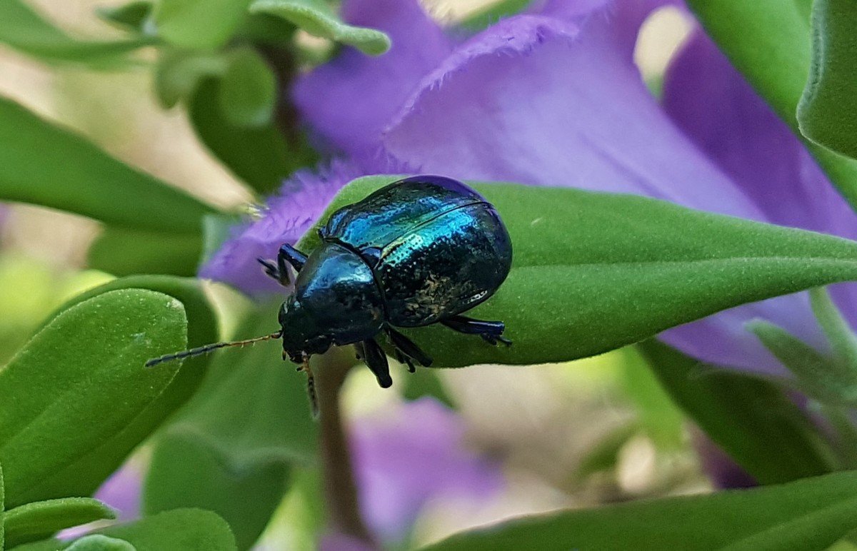 Chrysochus cobaltinus