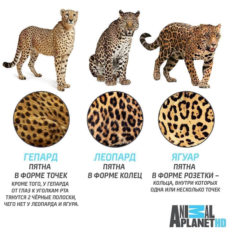 Сервал Саванна бенгал Ашера