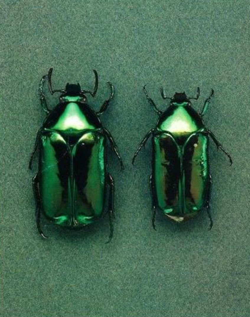 Черно зеленый Жук