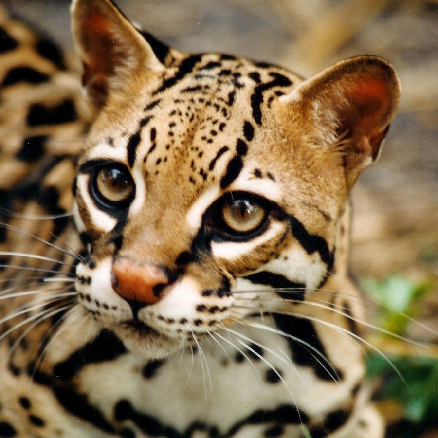 Среднеазиатская леопардовая кошка