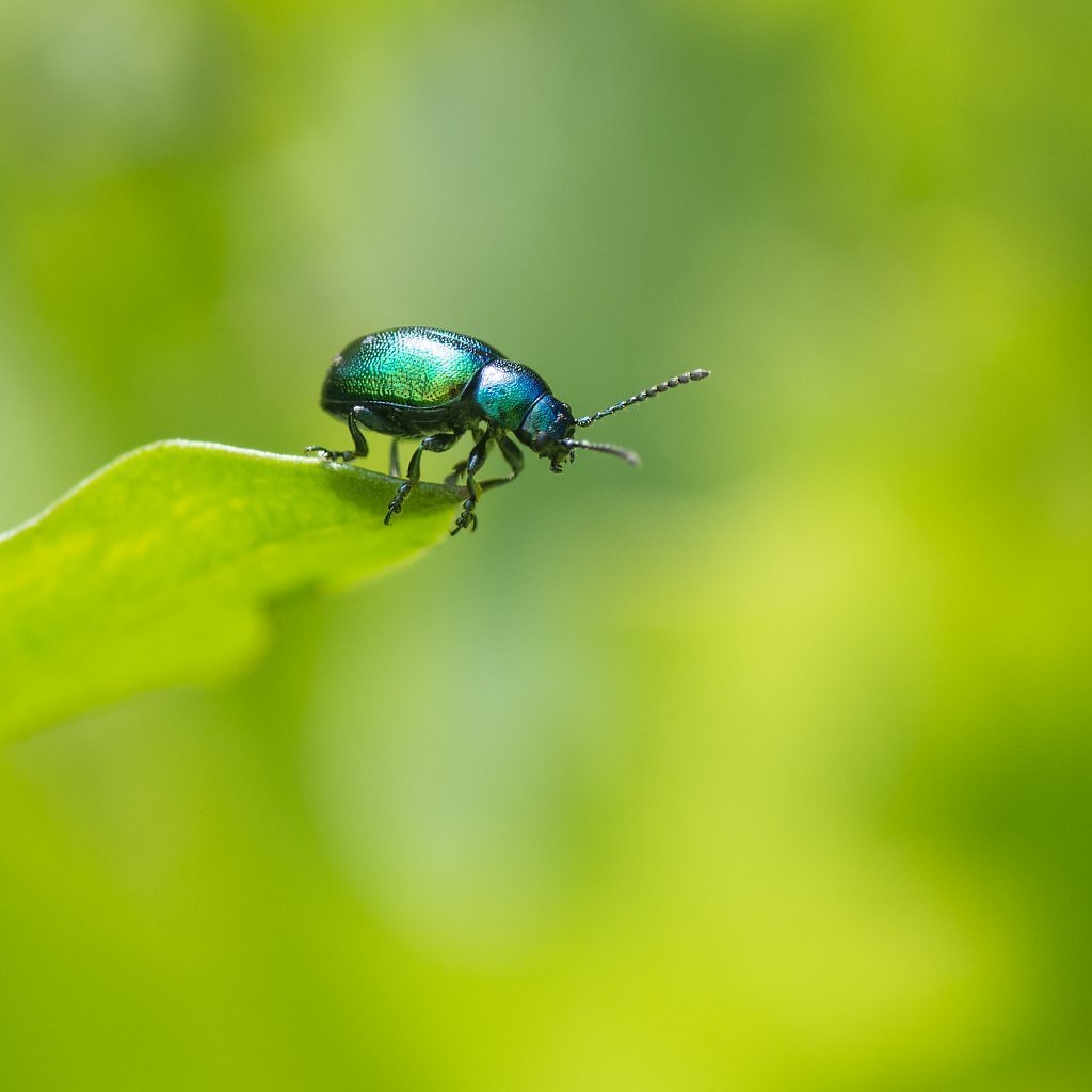 Жук Листоед светло салатовый