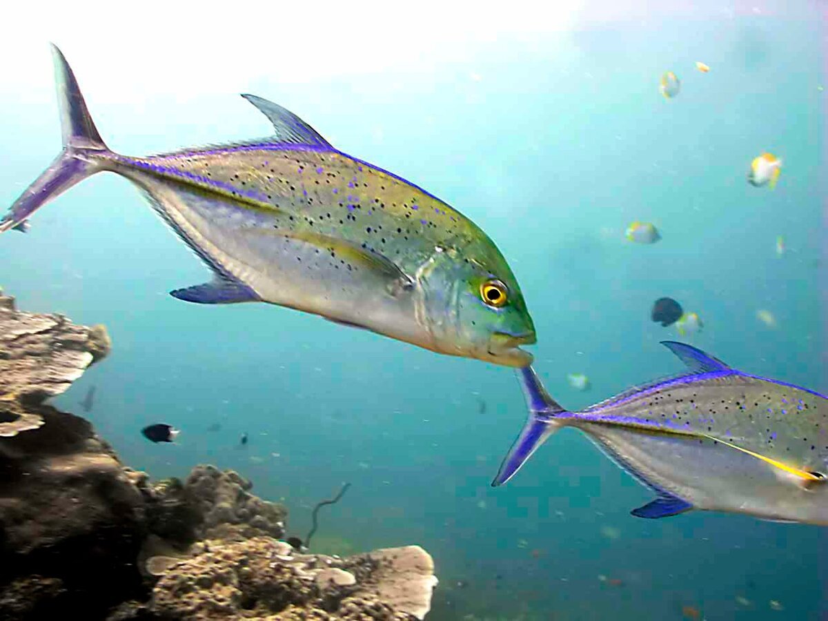 Гигантский каранкс рыба