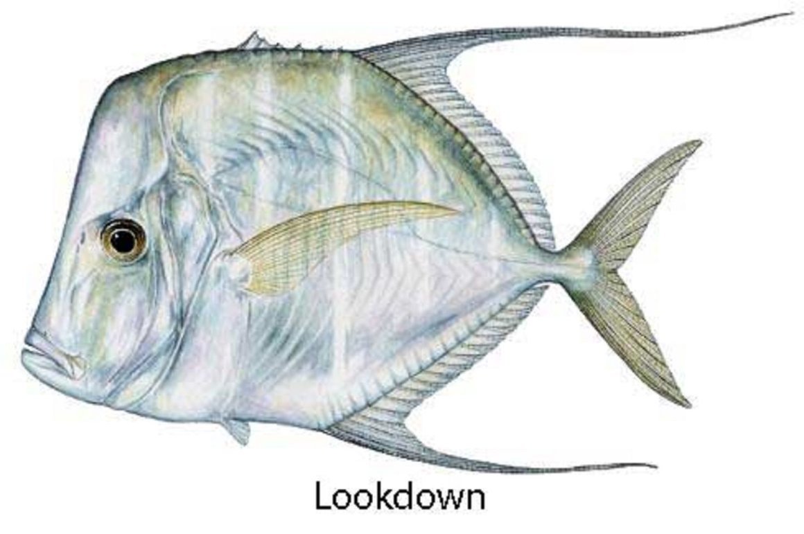 Caranx, Carangoides
