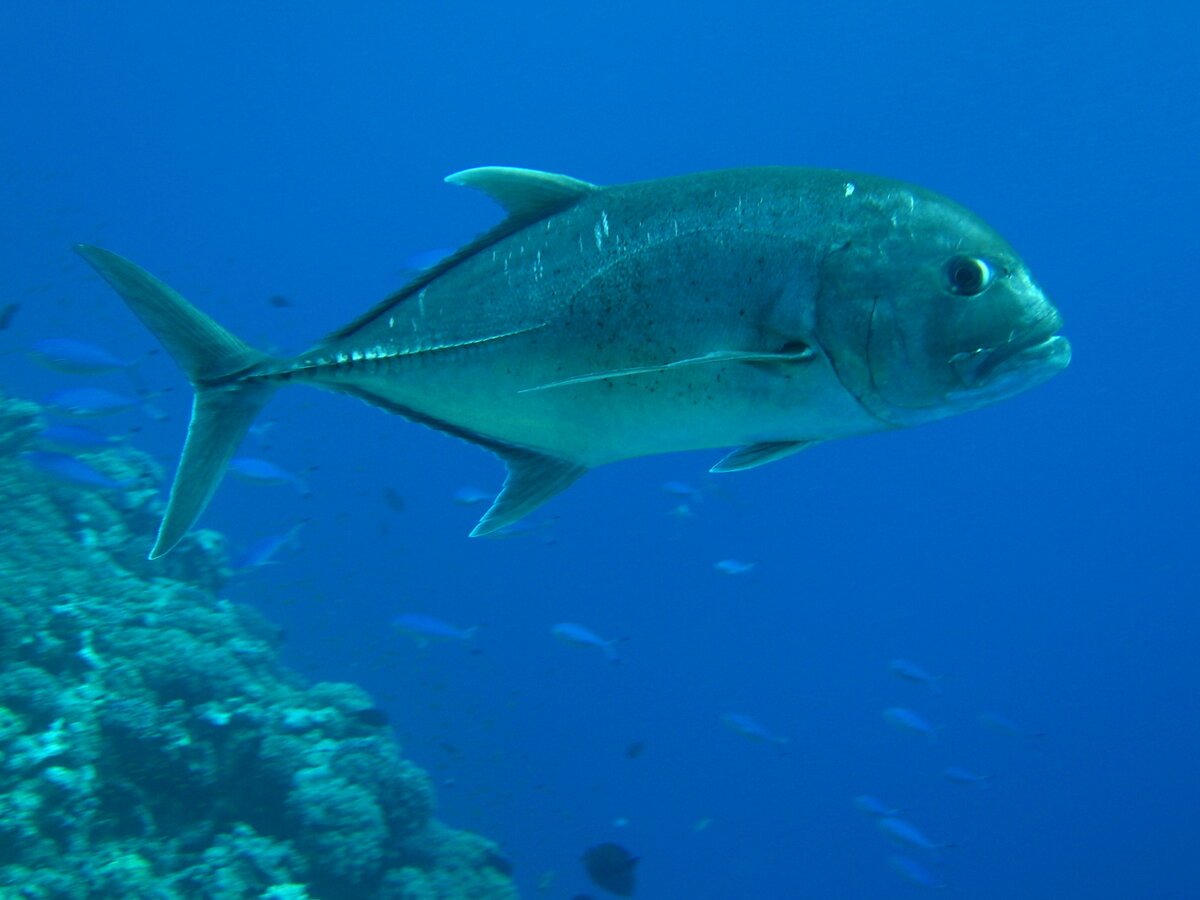 Желтоперый каранкс