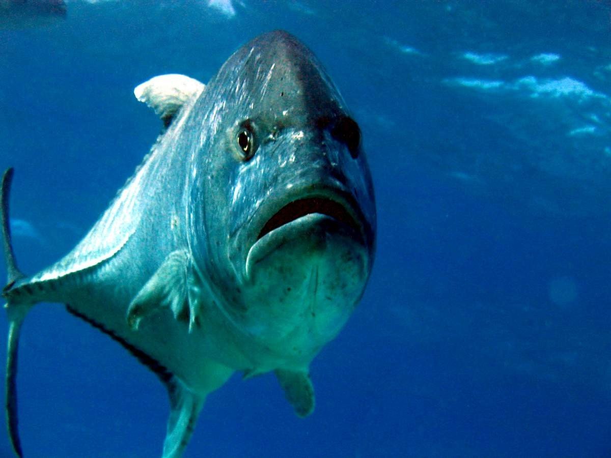 Бриллиантовый каранкс рыба