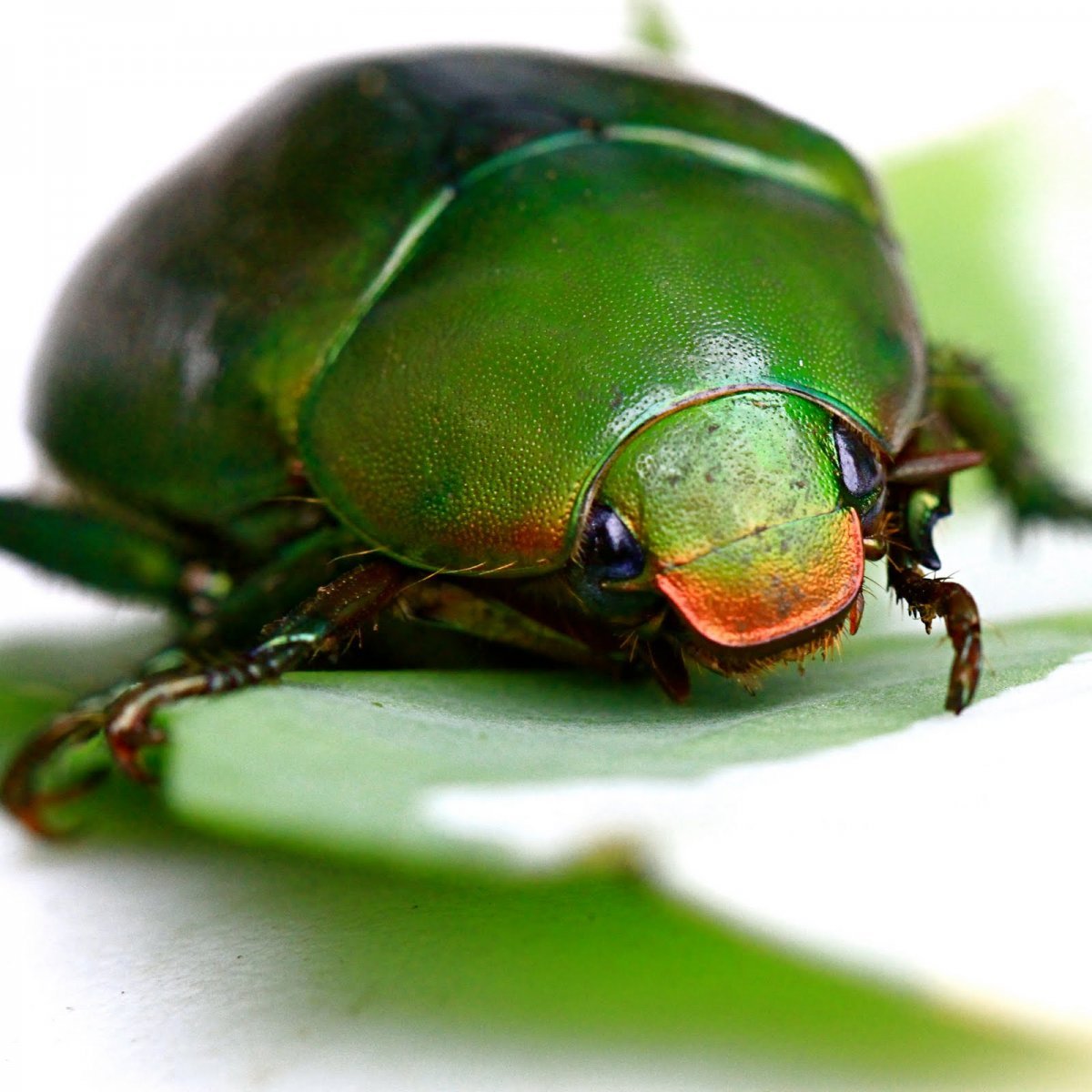 Навозный Жук зеленый