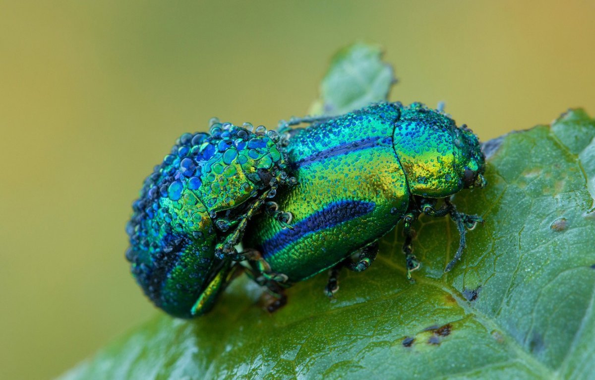 Насекомое в Тайланде зеленое