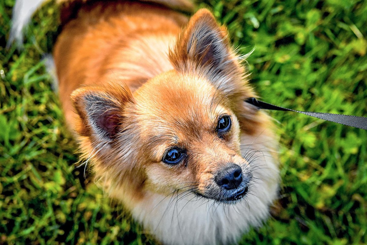 Корги и чихуахуа