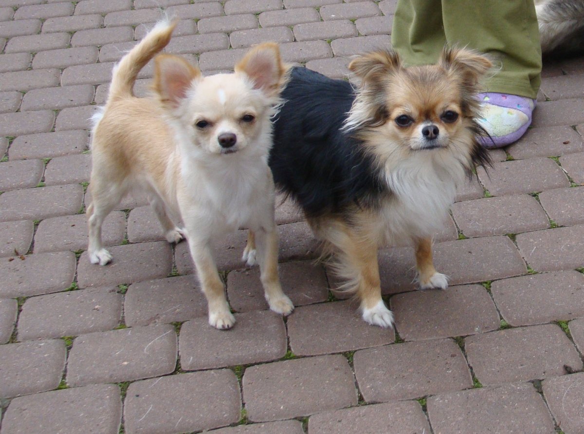 Чихуахуа+шпиц гладкошерстный