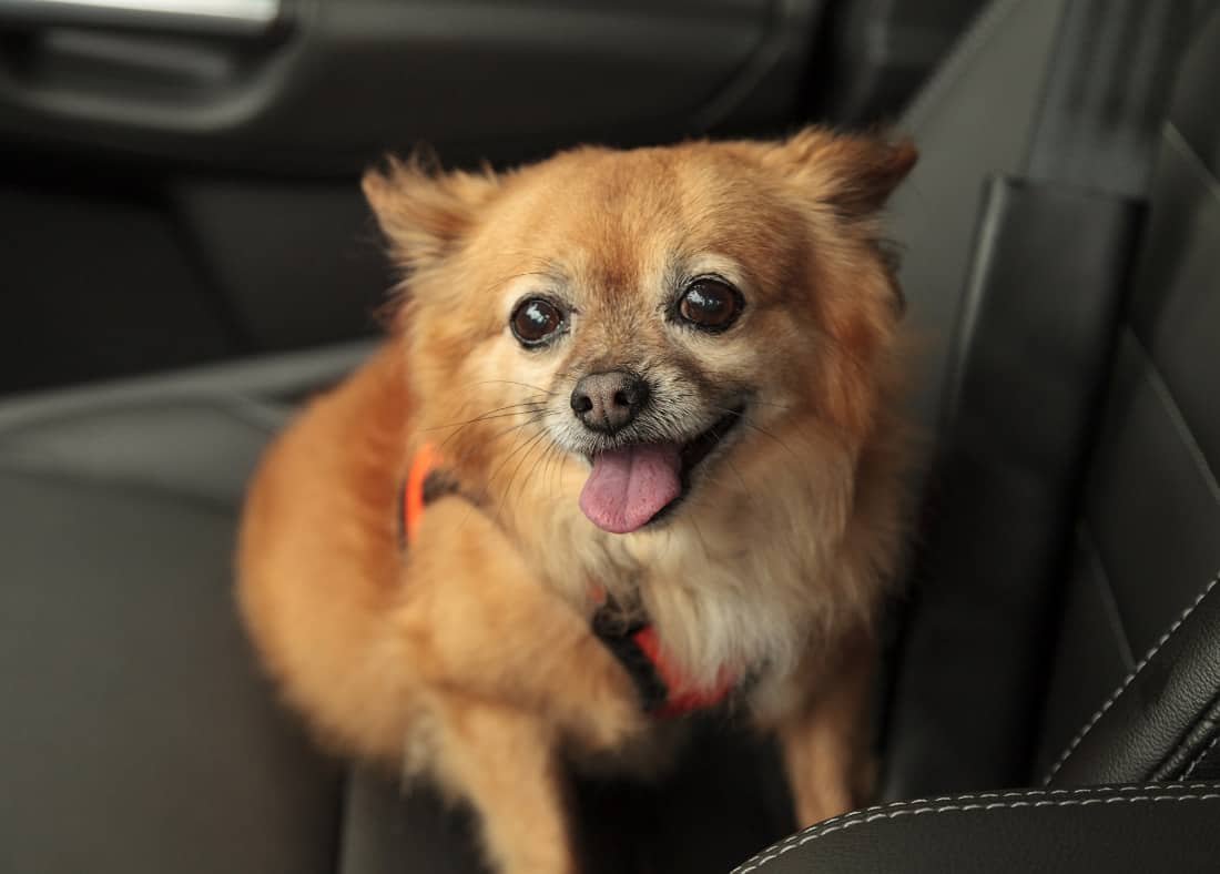 Метис шпица и чихуахуа