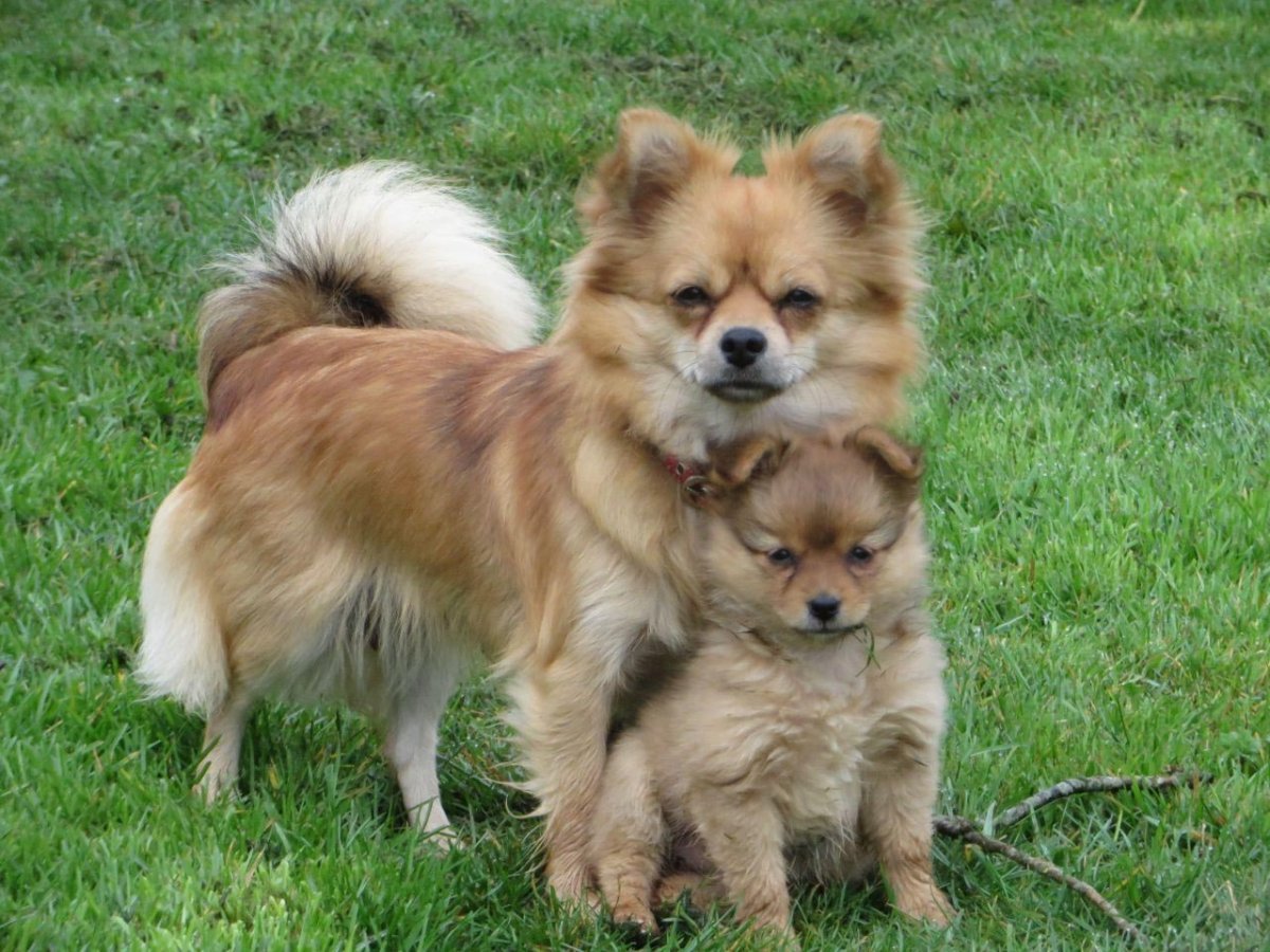 Смесь померанского шпица и чихуахуа