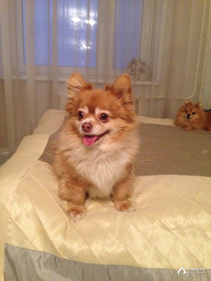 Метис шпица