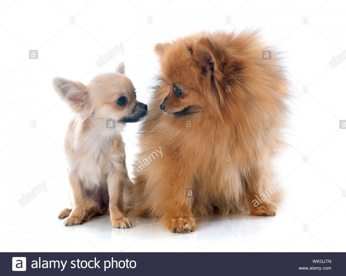 Метис шпица