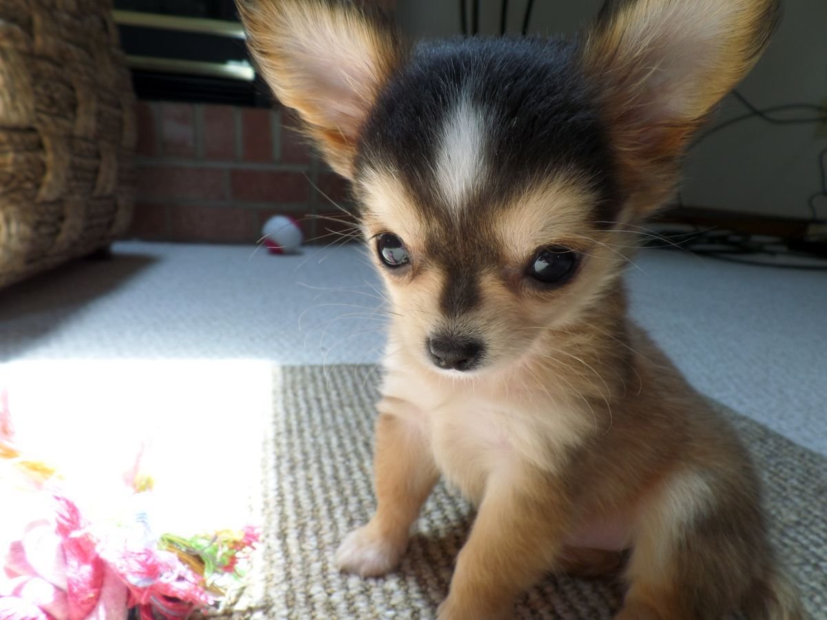 Папильон помесь