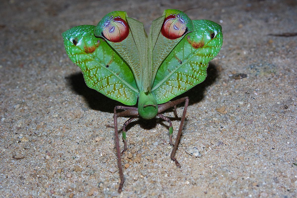 Щитник-черепашка Жук Пикассо