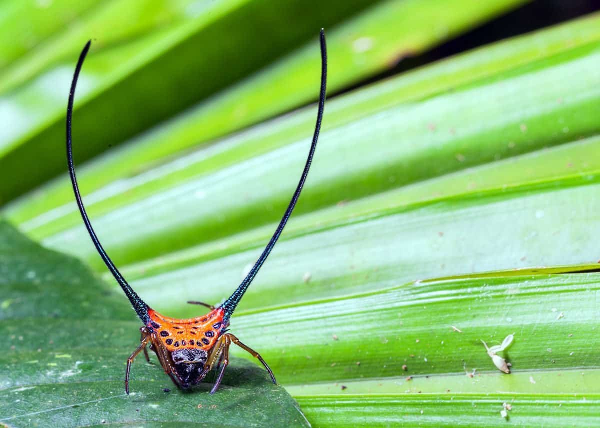 Иглистый дьявол Panacanthus cuspidatus