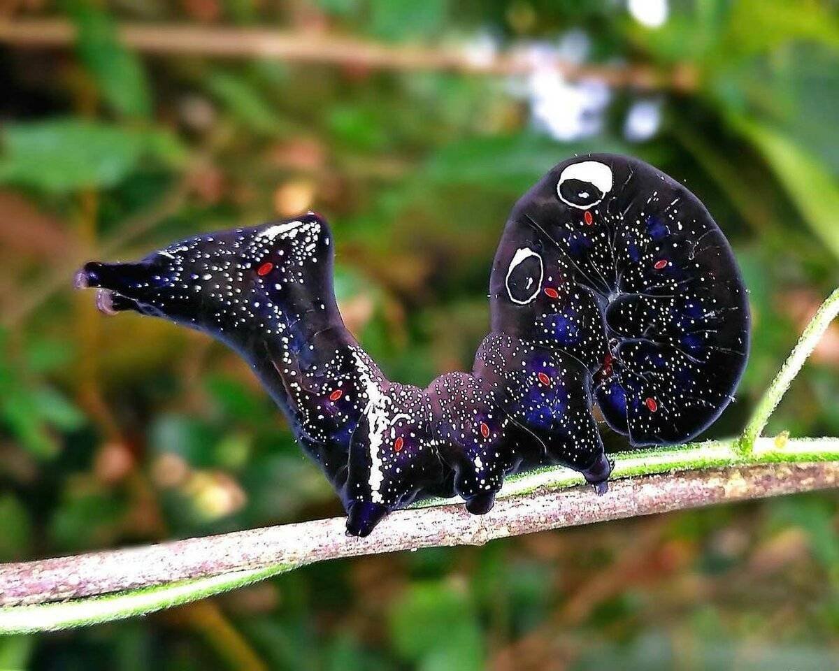 Papilio Troilus гусеница бабочка