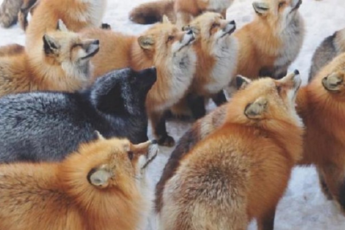 Дзао Кицунэ Мура вход