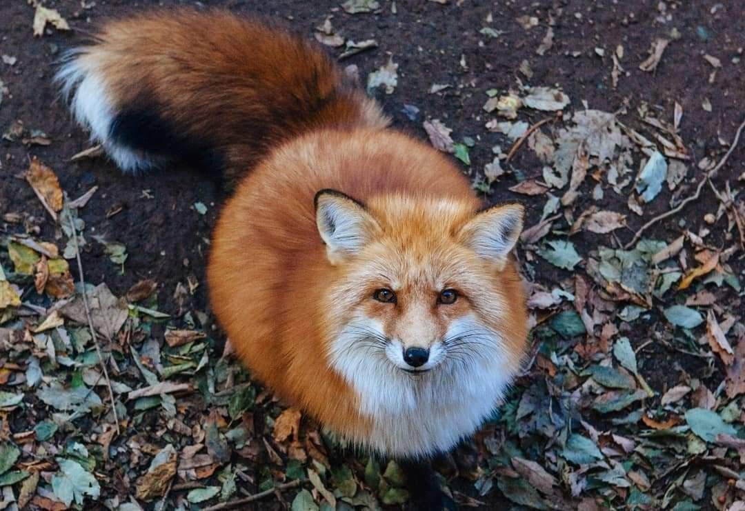 Дзао Кицунэ