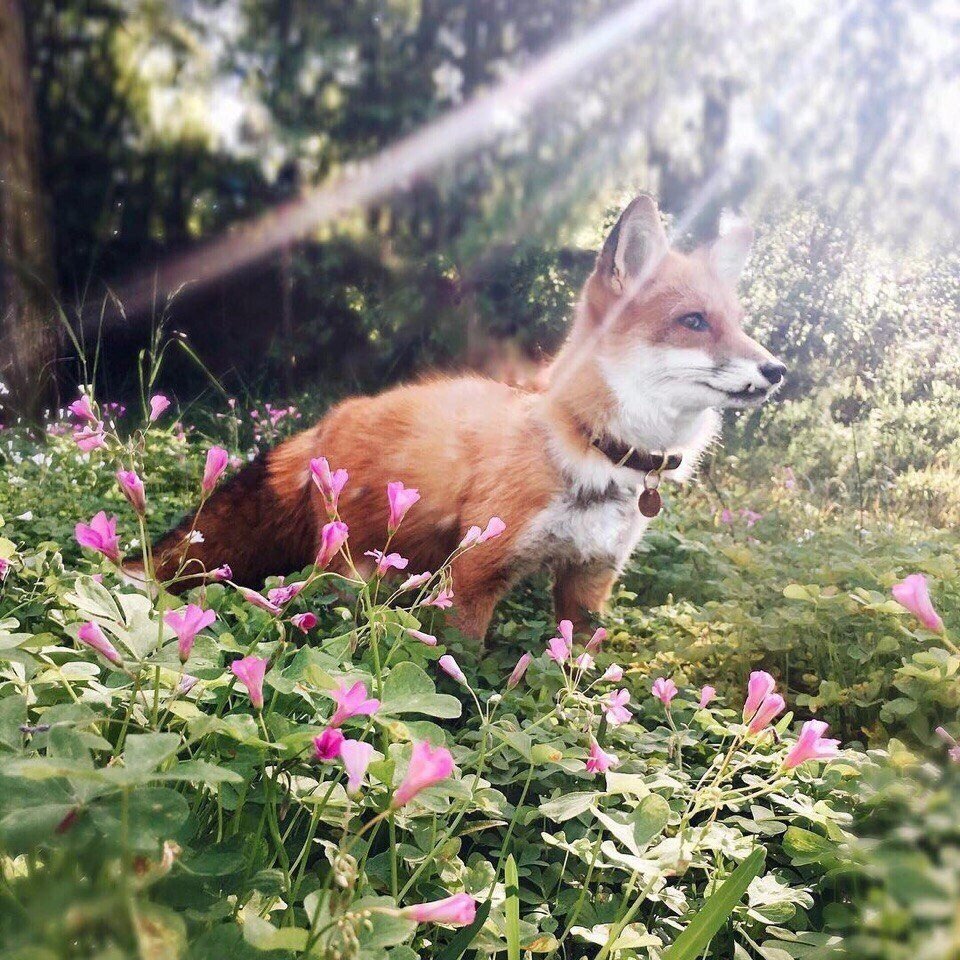 Розовая лиса