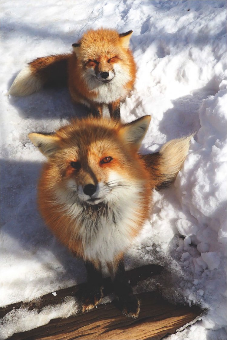 Дзао Кицунэ Мура деревня