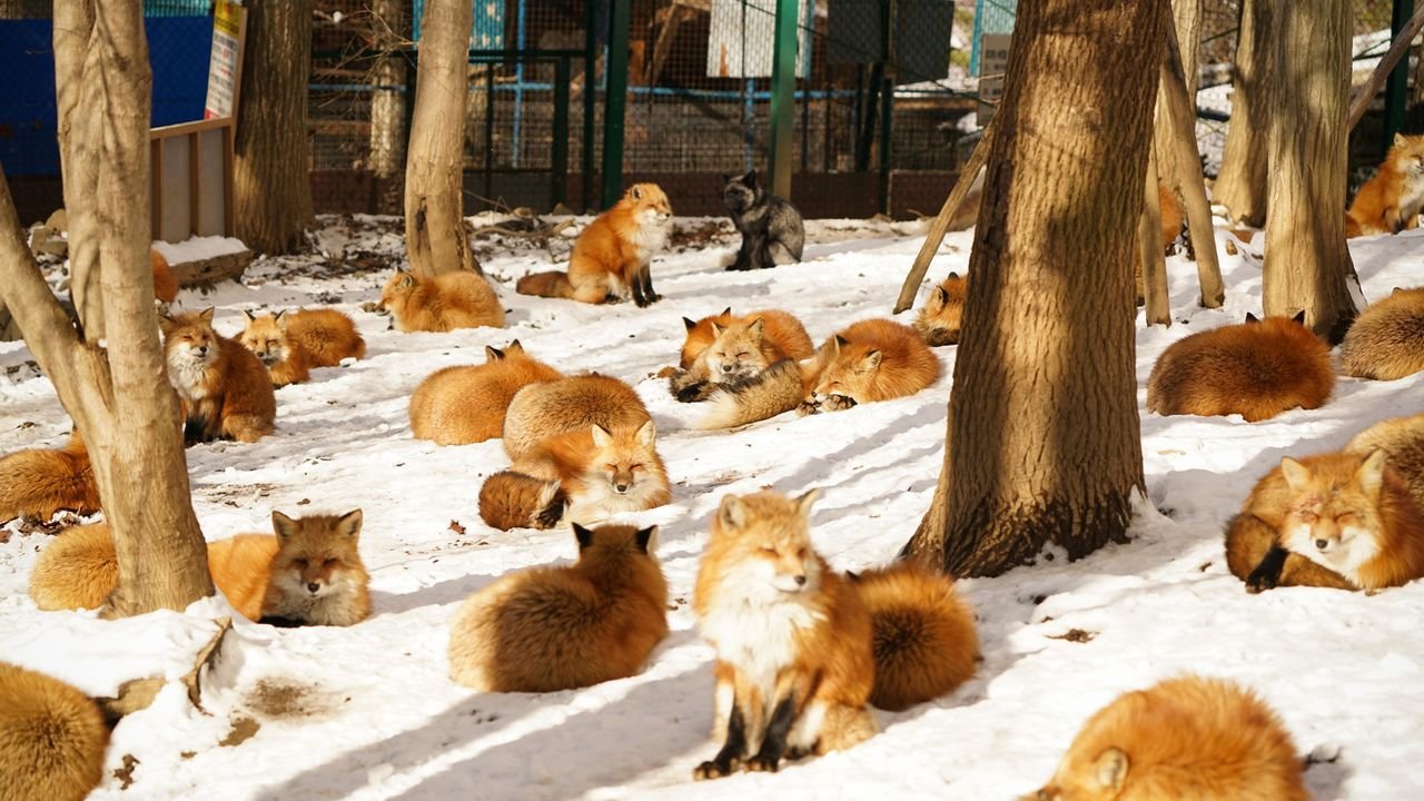 Дзао-Кицунэ-Мура. Дзао Кицунэ Мура деревня. Дзао Кицунэ Мура, Япония — лисы. Лисья деревня в Японии. Парки fox