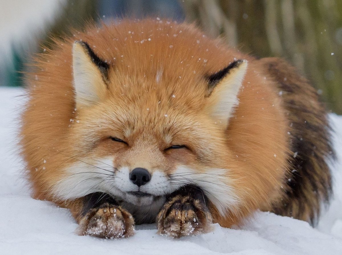 Лисонька или Лисенька