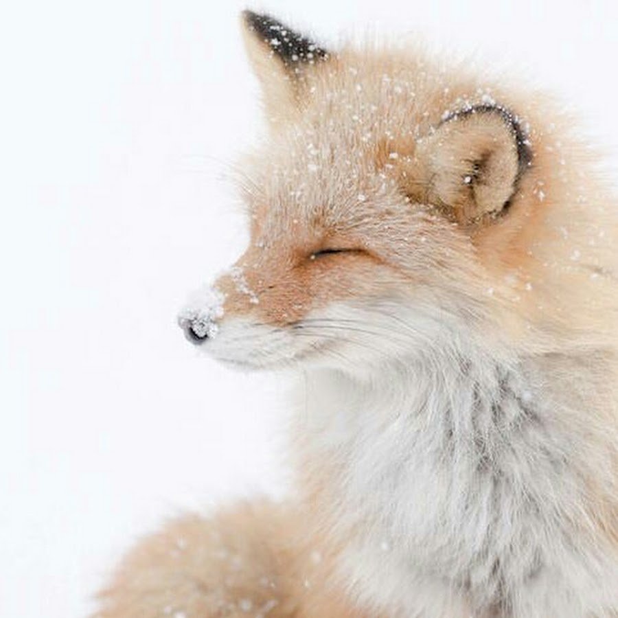 Рыжая лисица острова Хоккайдо