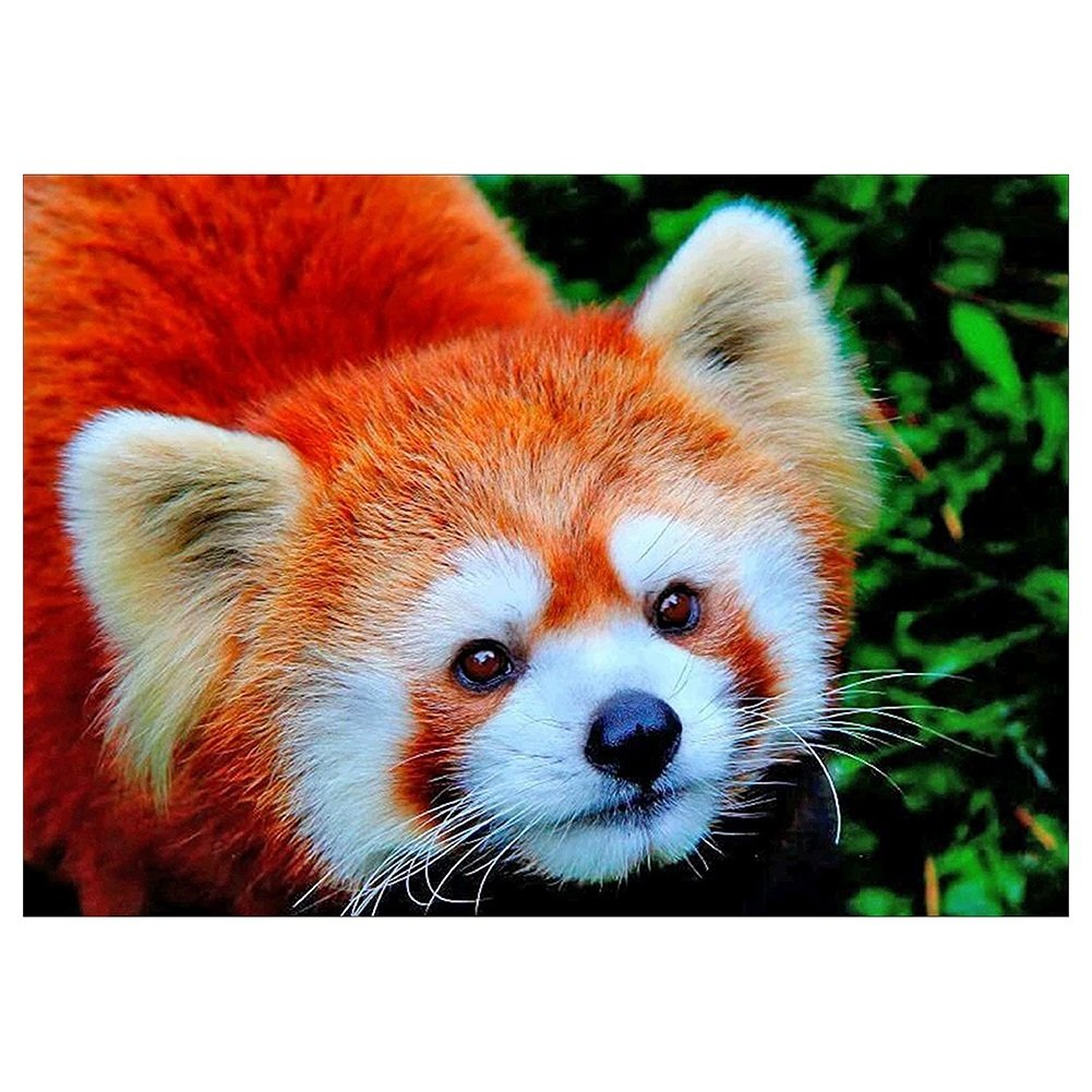 Красная Панда окрас