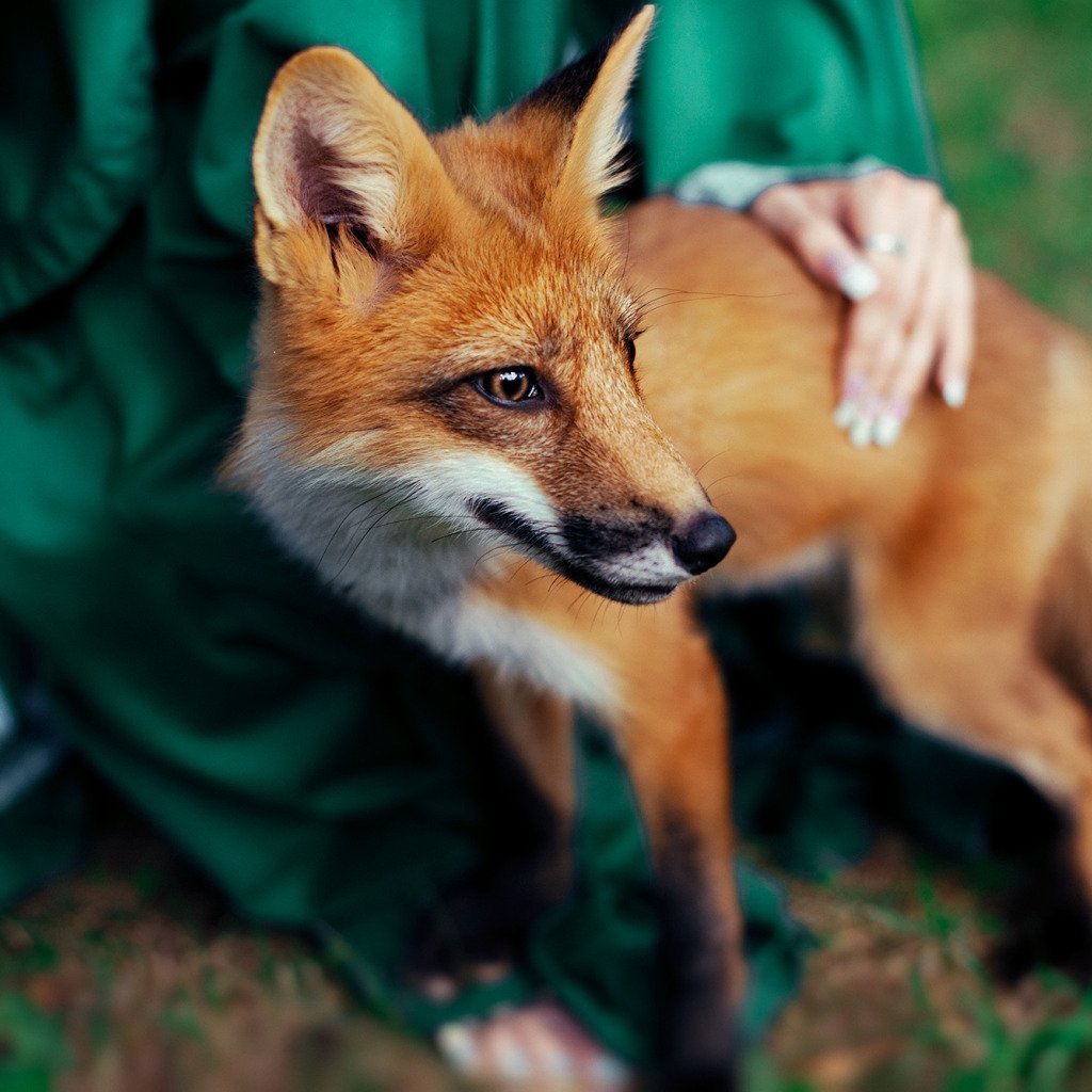 Красивая лиса