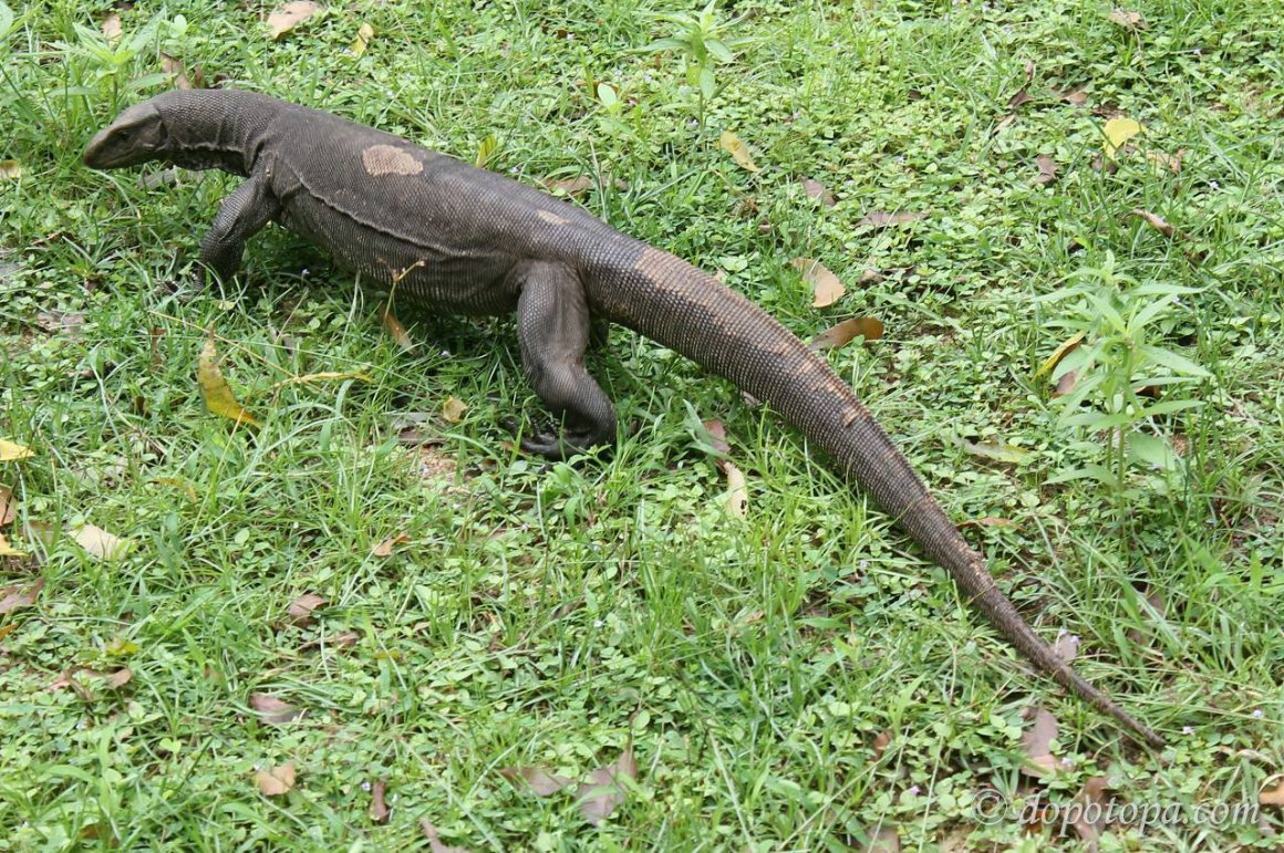 Вараны Шри Ланка