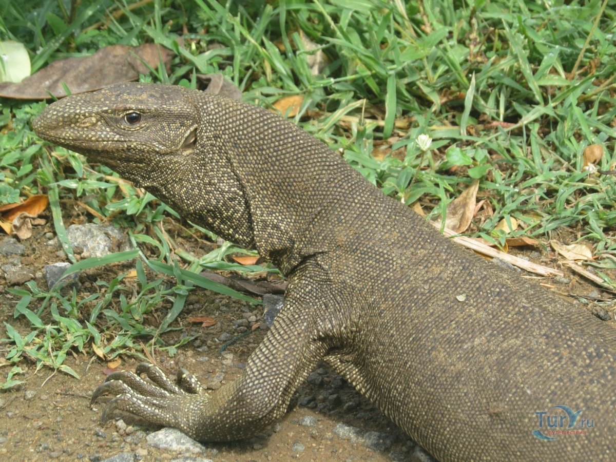 Варан Шри Ланка