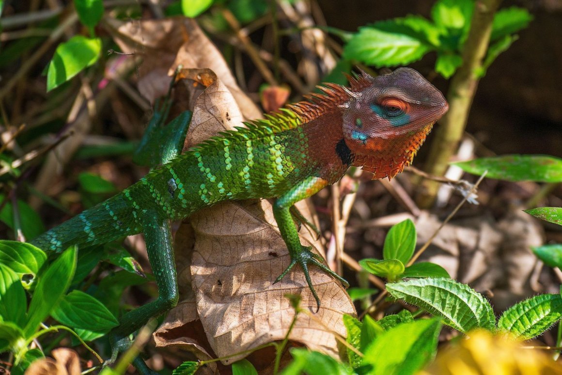 Хамелеон Шри Ланка