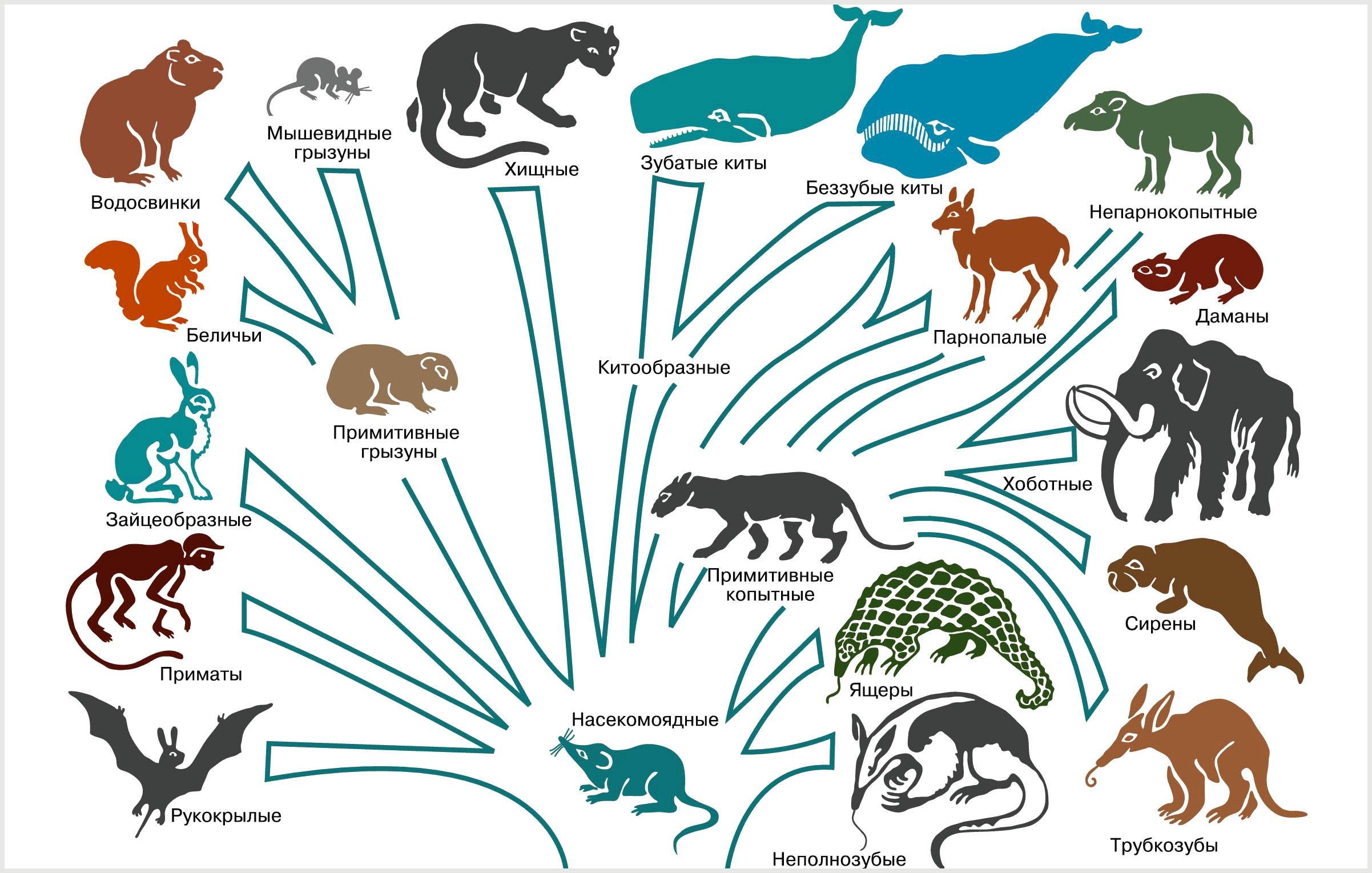 Эволюционные изменения млекопитающих. Филогенетическое Древо млекопитающих. Филогенетическое Древо хищных млекопитающих. Филогенетическое Древо рукокрылых.