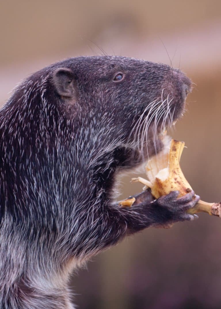 Зверек пакарана