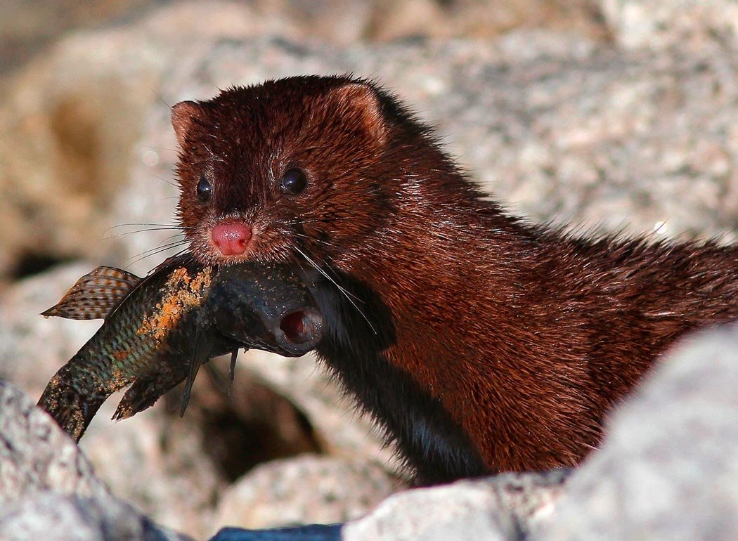 Американская норка (Mustela Vison)