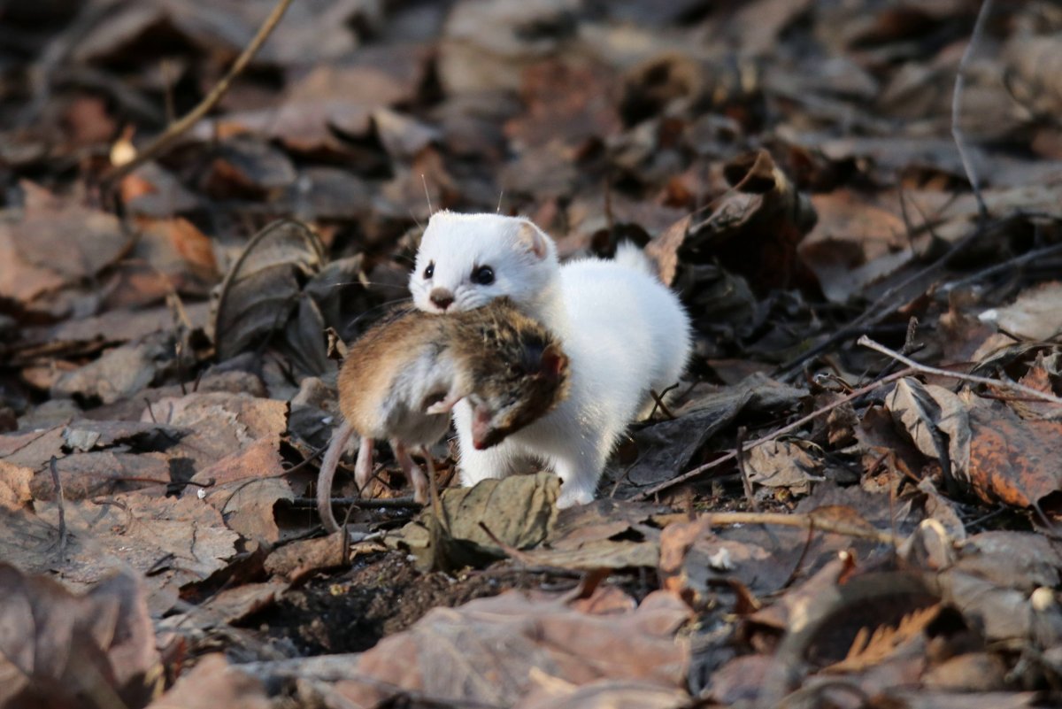 Зверек ласка с добычей