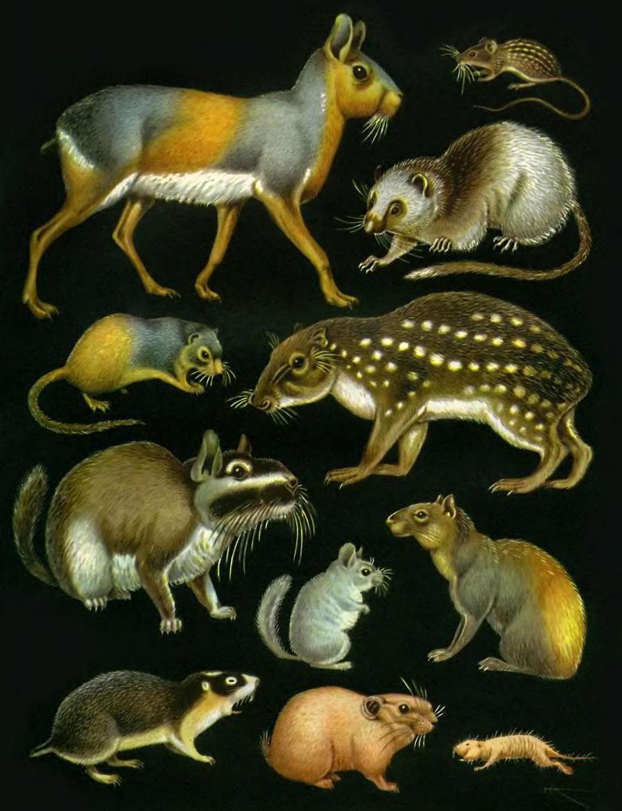 Семейство свинковые