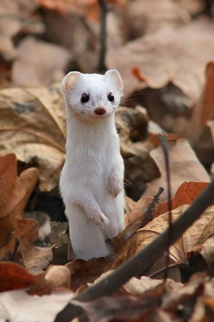 Ласка (Mustela nivalis)