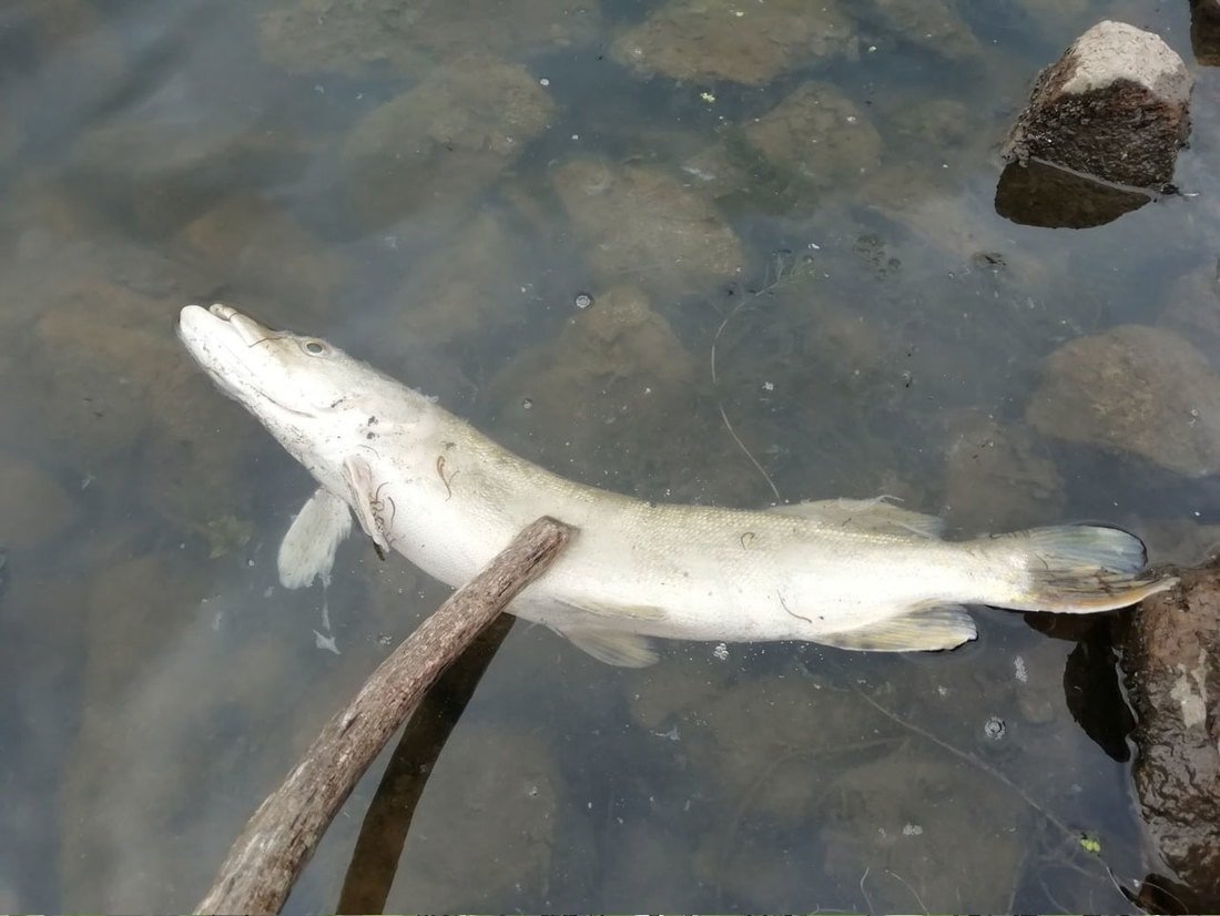 Ручьевая форель Курджипс