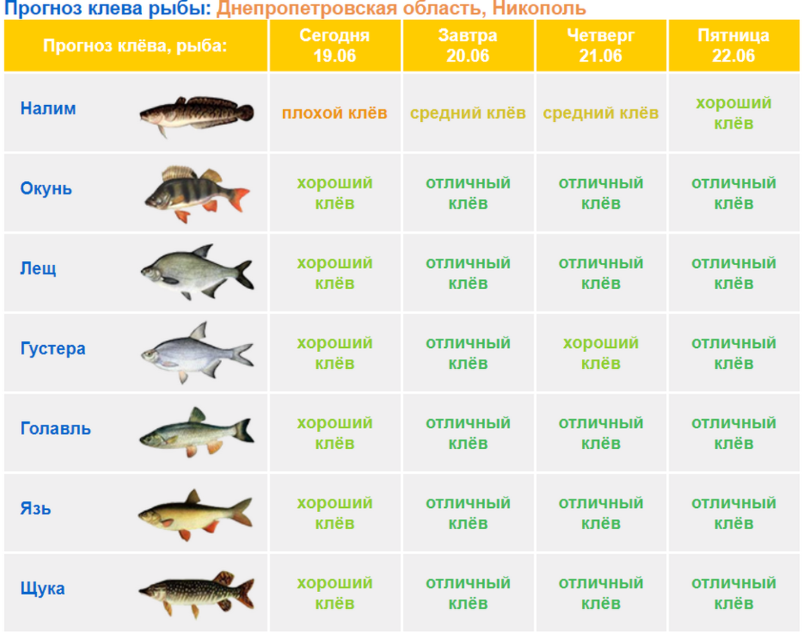 Векторное изображение рыбы