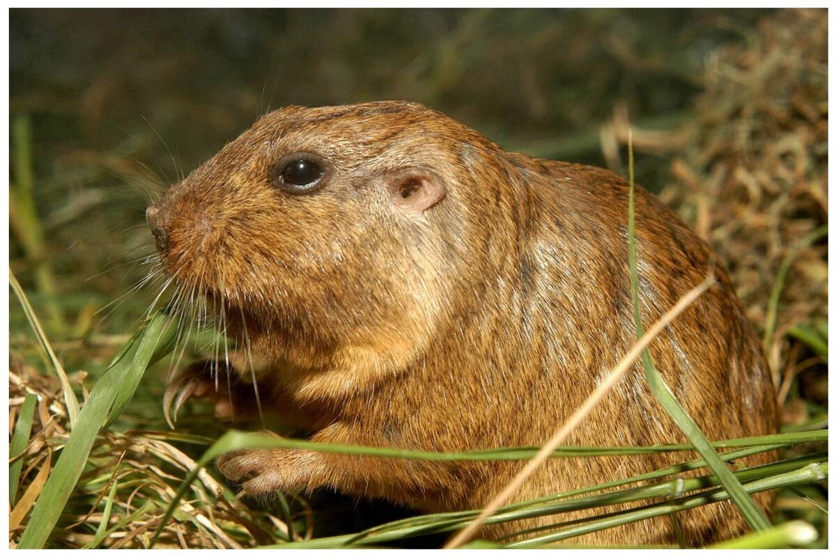 Туко-Туко животное