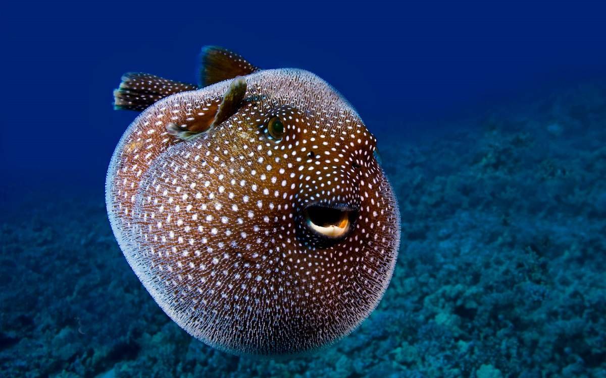 Рыба Arothron meleagris